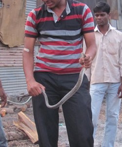 rescued snake