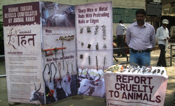 Animal Rahat's outreach efforts help to educate communities about cruelty prevention and the use of painful devices on working animals. Animal Rahat's outreach efforts help to educate communities about cruelty prevention and the use of painful devices on working animals.