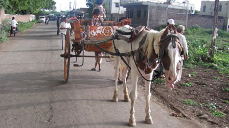 tonga horse cart