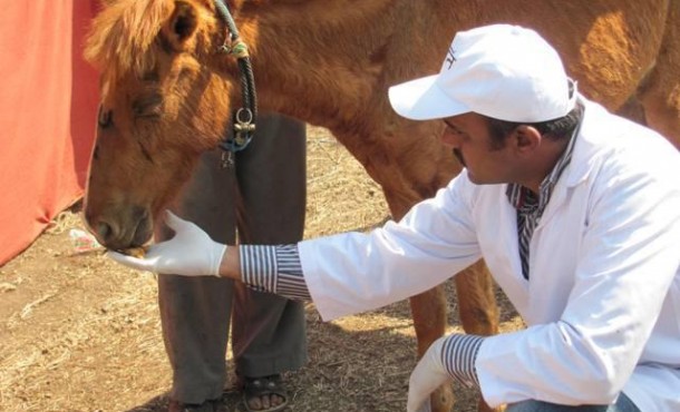 An Animal Rahat staffer feeds an exhausted pony in Chinchali. An Animal Rahat staffer feeds an exhausted pony in Chinchali.