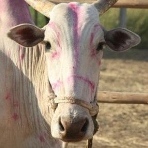 2012-02-Tractor-Project-bullock-Pardhanya-close-up Pardhanya