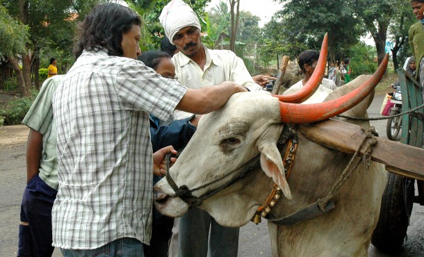 An Animal Rahat boardmember stops to check the condition of a working bullock and provide some much-needed attention. An Animal Rahat boardmember stops to check the condition of a working bullock and provides some much-needed attention.