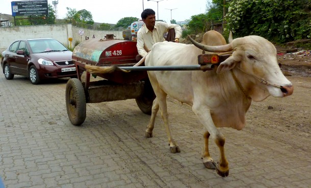A weary bullock strains while pulling a heavy oil cart. Animal Rahat helps gentle animals like these who often suffer from dehydration, untreated sores, muscle strain and even beatings. A weary bullock strains while pulling a heavy oil cart. Animal Rahat helps gentle animals like these who often suffer from dehydration, untreated sores, muscle strain and even beatings.