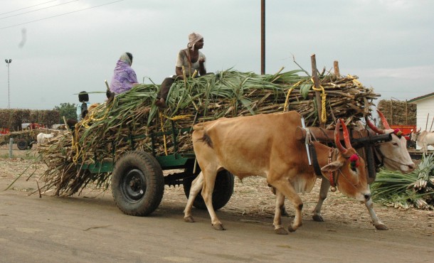 Animal Rahat works extensively in the sugar-mill district of Sangli, India where staff members provide free aid to bullocks like these. Animal Rahat works extensively in the sugar-mill district of Sangli, India where staff members provide free aid to bullocks like these.