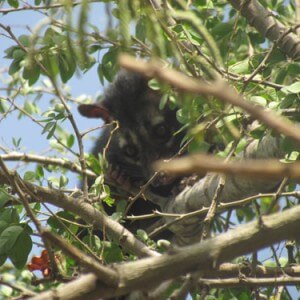 civet