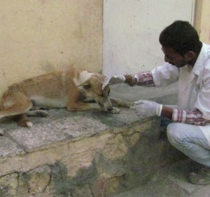 helping street dogs