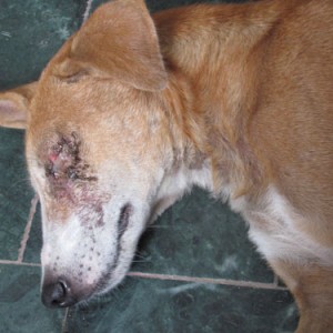 Dog with eye injury