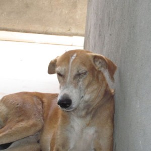 recovered street dog