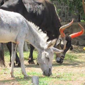 Grazing