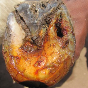 Tetanus infected hoog