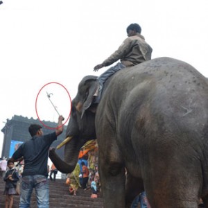 Sunder being struck with bullhook