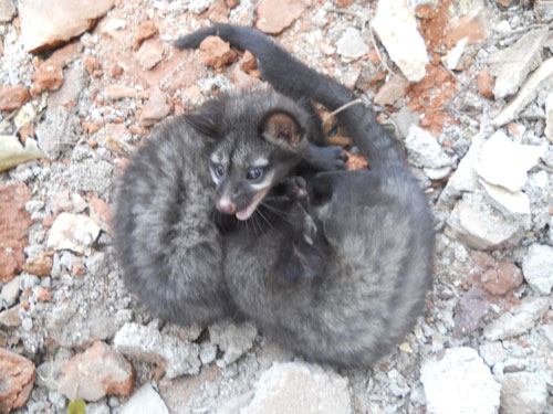Civet Cubs