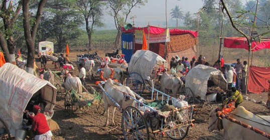 Chinchali Fair: Sponsor a Bus, Spare a Bull Chinchali Fair: Sponsor a Bus, Spare a Bull