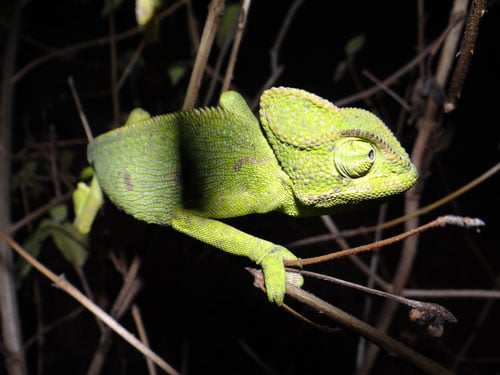 chameleon chameleon
