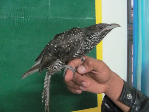 cuckoo