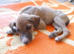 Shakti-rescued