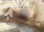 bullock-with-swollen-gall