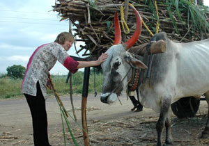 A birthday wish for working animals A birthday wish for working animals
