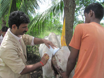 Bullock’s horn cared for by Rahat vets Bullock’s horn cared for by Rahat vets