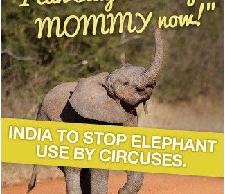 India to Stop Elephant Use by Circuses India to Stop Elephant Use by Circuses
