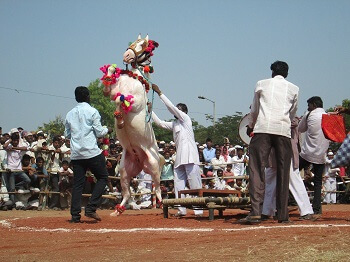 Horses treated at the Kartiki fair Horses treated at the Kartiki fair