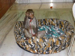 Macaque rescued Macaque rescued