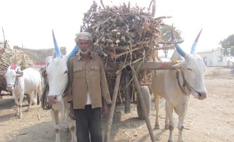 2011-12-support-under-yoke-helps-bullocks-while-waiting1-1024x768