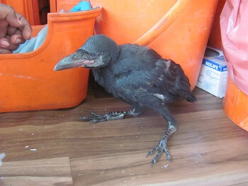 2014-05.rescued baby crow1