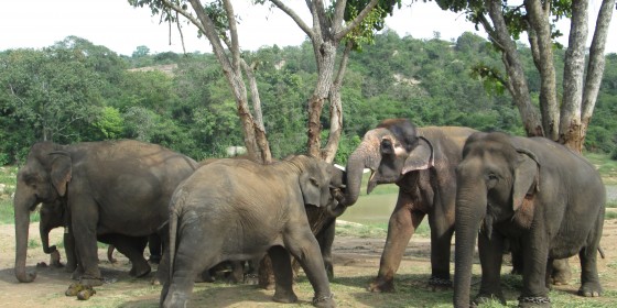 24-Sunder-with-entire-elephatn-family-at-BBP