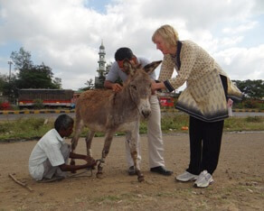 donkey