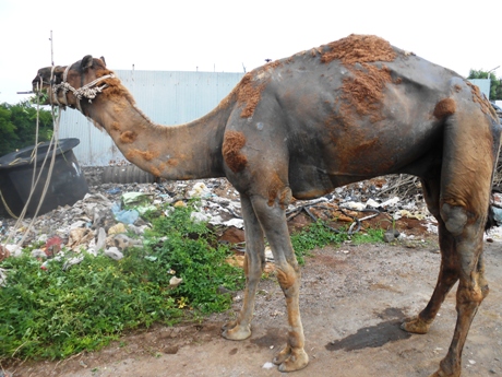 Image result for CAMEL SURGERY