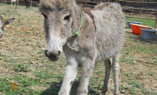 Limping Donkey Rescued from Busy Traffic