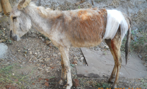 Beautiful 6-Month-Old Donkey Colt, Raghu