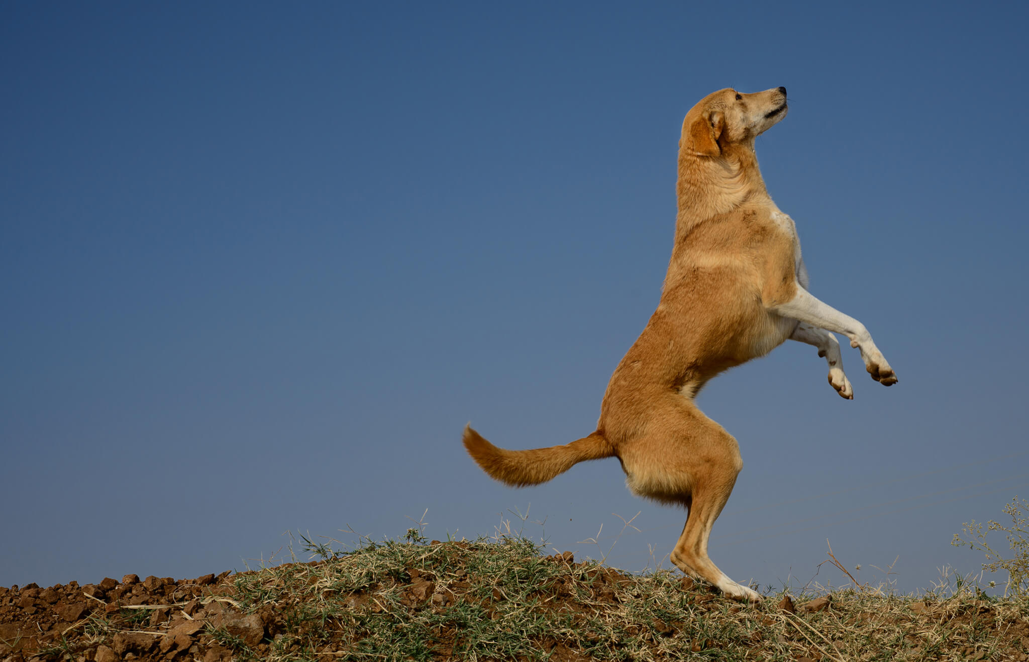 Contact Animal Rahat | Animal Rahat Contact Animal Rahat | Animal Rahat