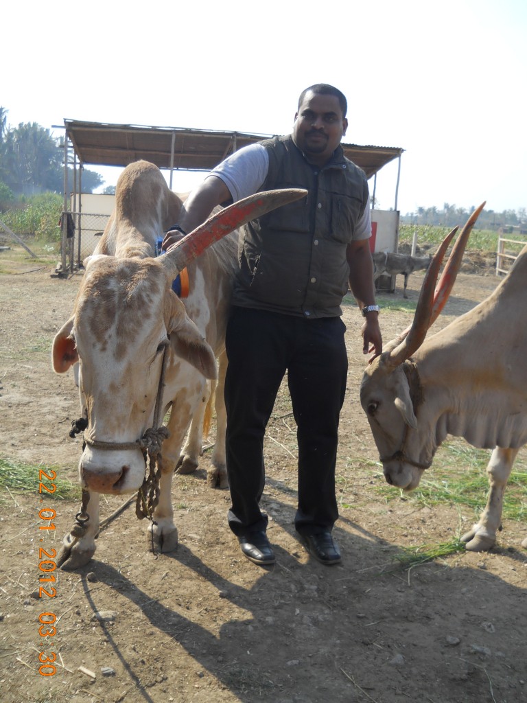 Dr Manilal grooming bullocks