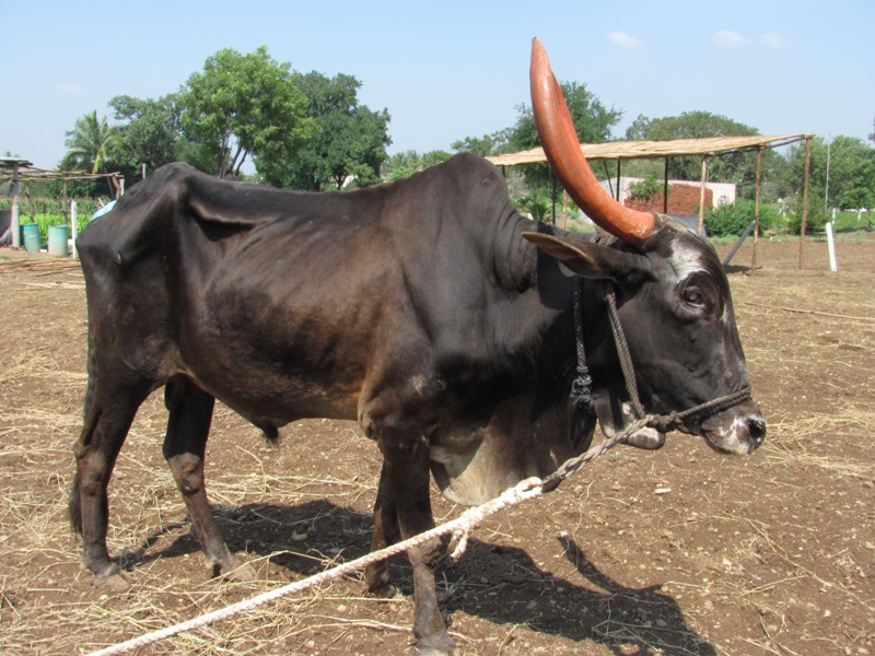 two newcomers this month at the animal rahat sancturay animal rahat
