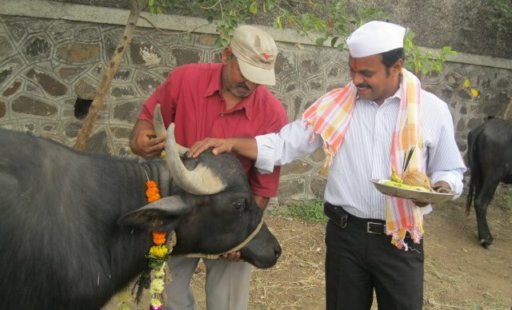 Rescued Animals Enjoy Extra Treats for Diwali