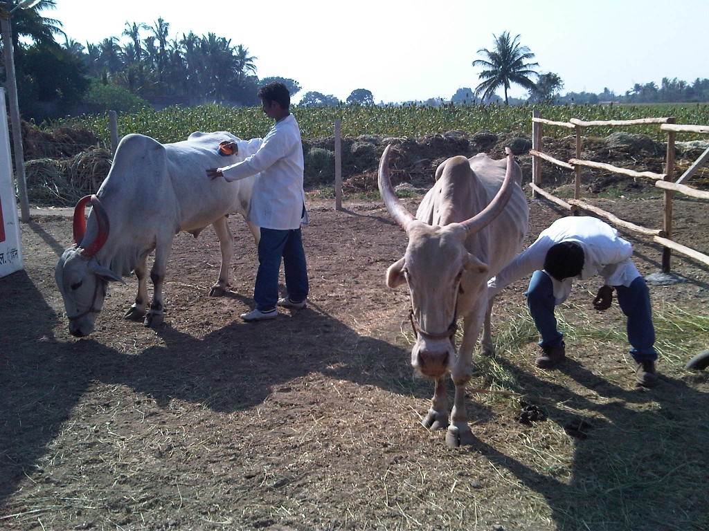 bullocks groomed at RBH