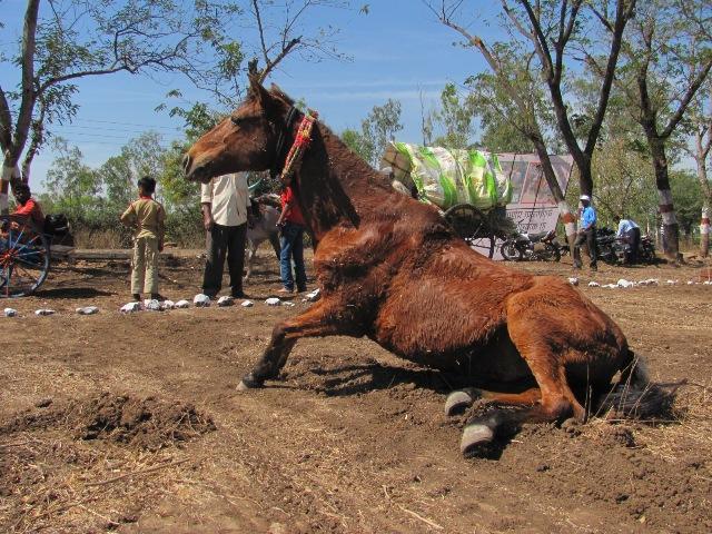 Chinchali horse taking dust bath