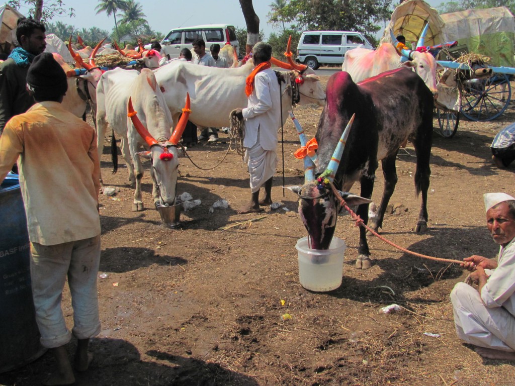 chinchali bullocks drinking