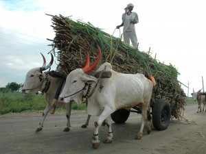 4-33-Close-up-of-loaded-cart-bulls-in-a-line