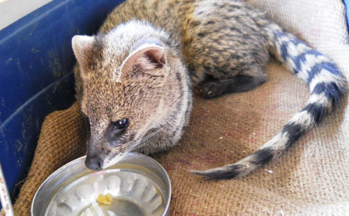 Civet pal on the road to recovery