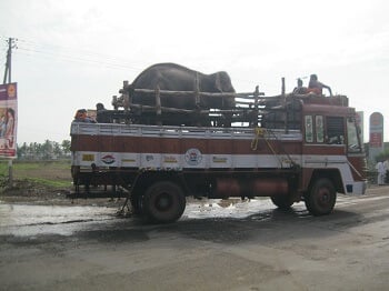 Sunder-en-route-to-new-home-pic-1