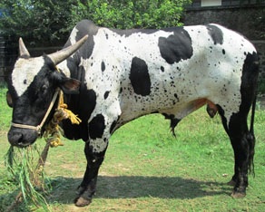 Bullock Nandi's Story - Animal Rahat Bullock Nandi's Story - Animal Rahat