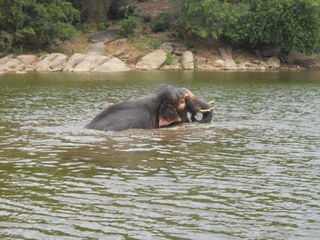 2014-07_Sunder%20drinking%20in%20pond