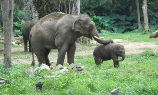 The Heartwarming Story of Sunder the Elephant