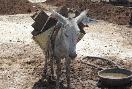 Animal Rahat Brings Relief to Donkeys Used to Haul Bricks