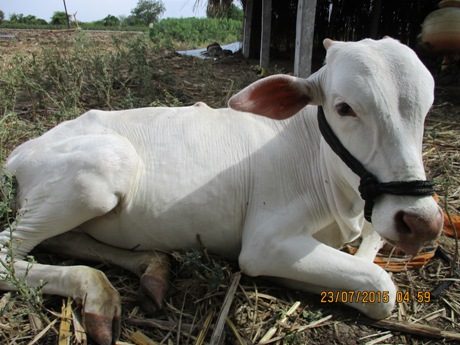 have you ever seen a bullock smile animal rahat