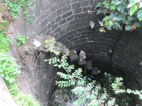 2015-08.dog rescued from well (2)