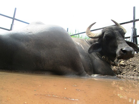 2015-09.buffalo Kalu in mud wallow at RBH